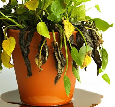 Illustration overwatered