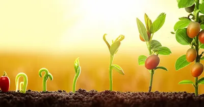 Illustration seeded - Image 1