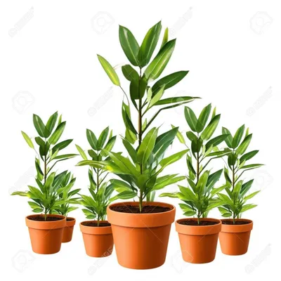 Illustration clones - Image 1