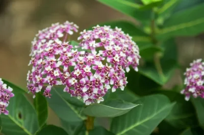 Illustration phlox - Image 1