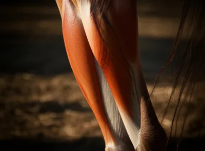 Hình ảnh minh họa string - Ảnh 1