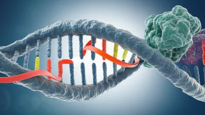 Illustration transcribes - Image 1