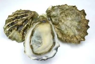 Illustration oyster - Image 2