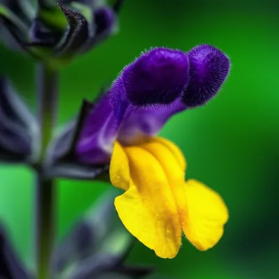 Illustration lips - Image 1