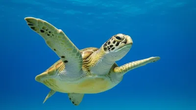 Illustration flapper - Image 1