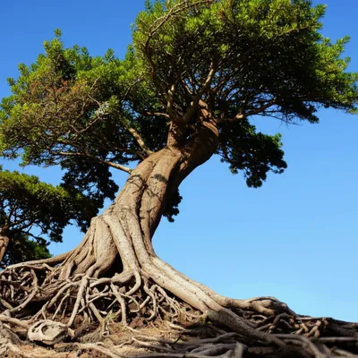 Illustration cont - Image 1