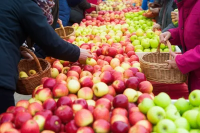 Illustration families - Image 1