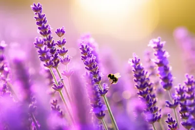 Illustration scented - Image 1