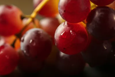 Illustration ripest - Image 1