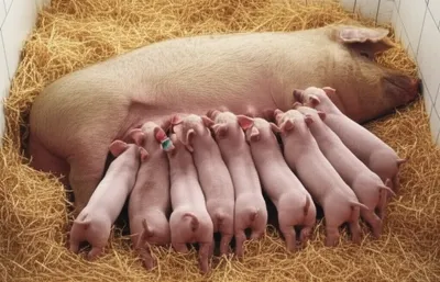 Illustration farrow - Image 1