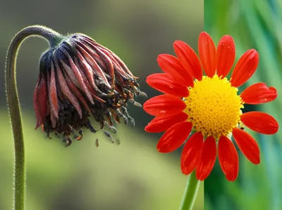 Illustration sterilize