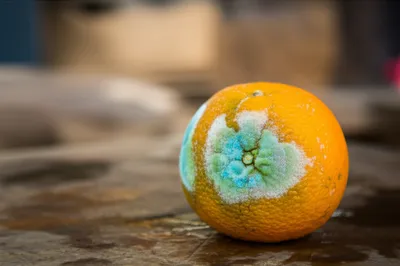 Illustration molds - Image 1