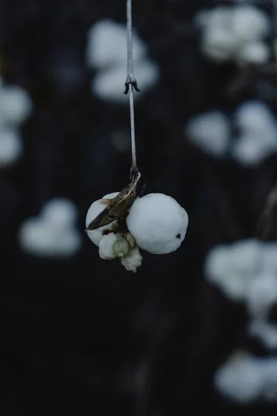 Illustration snowberry - Image 2