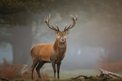 Illustration hart - Image 1