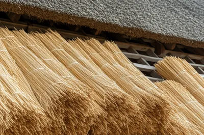 Illustration reed - Image 1