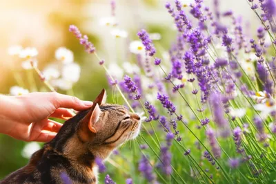 Illustration soothed