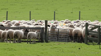 Illustration culled - Image 1