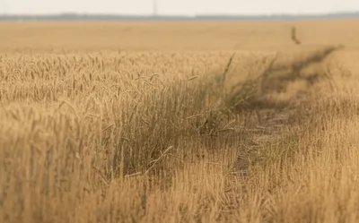 Illustration ebbs - Image 1