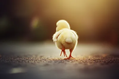 Illustration fur - Image 1