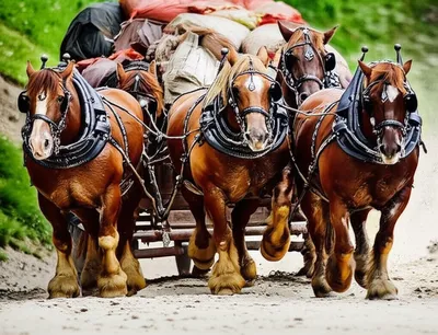 Illustration workhorses - Image 1