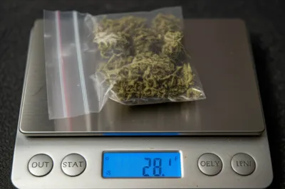 Illustration zips - Image 1