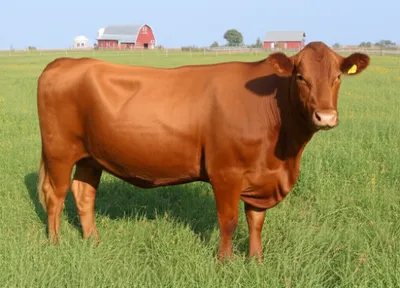 Illustration fats - Image 1