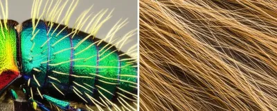 Illustration hairs - Image 1