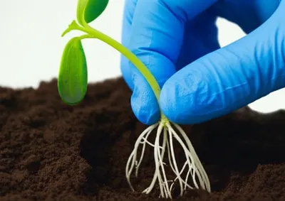 Illustration scrub - Image 1