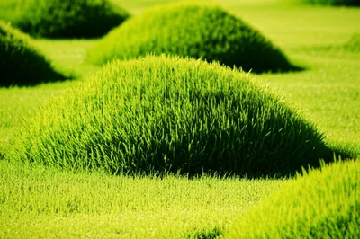 Illustration tussocks