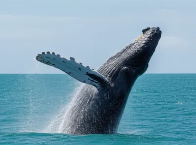 Illustration breaching - Image 1