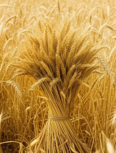 Illustration garb - Image 1