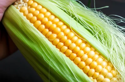 Illustration shuck - Image 1