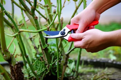 Illustration bates - Image 1