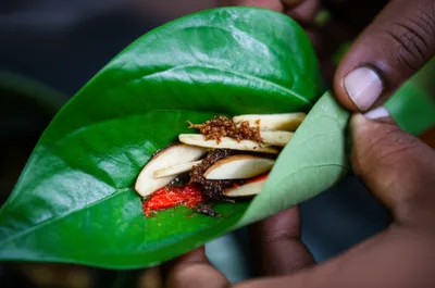 Illustration paan - Image 1