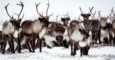 Illustration reindeers