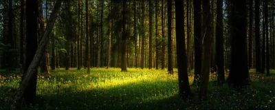 Illustration clearings - Image 1