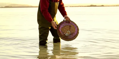 Illustration scalloped - Image 1