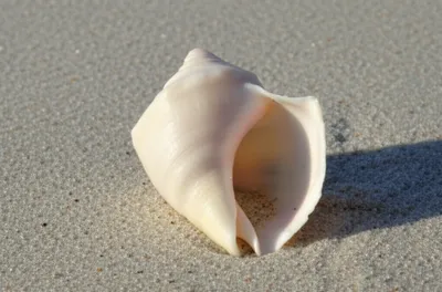 Illustration tusk - Image 1