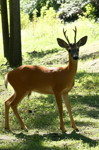 Illustration spay - Image 1