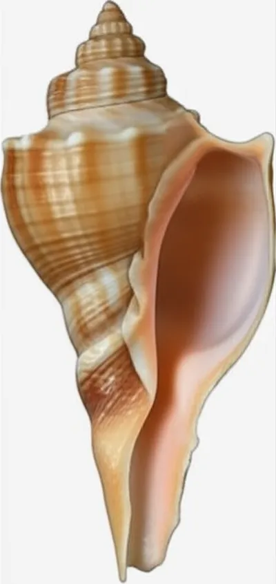 Illustration spindles - Image 1