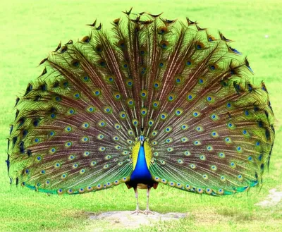 Illustration blow - Image 1