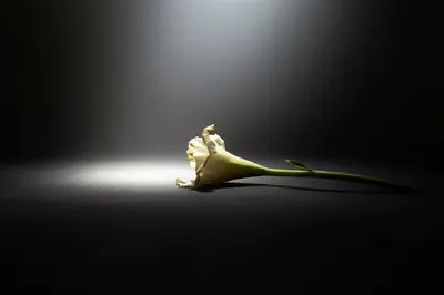 Illustration exited - Image 1