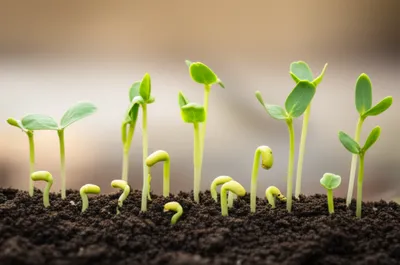 Illustration bowels - Image 1