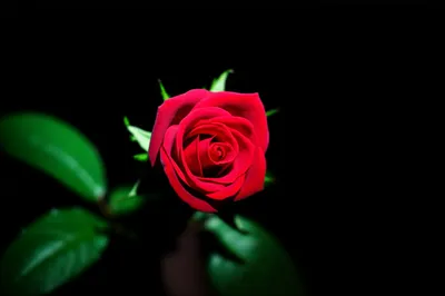 Illustration definitive - Image 1