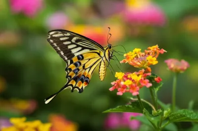 Illustration tailed - Image 1