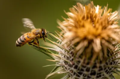 Illustration burr - Image 1