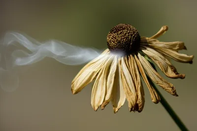 Illustration expired - Image 1