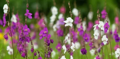 Illustration cranesbills