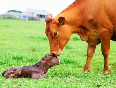 Illustration calving - Image 1