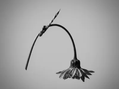 Illustration necks - Image 1